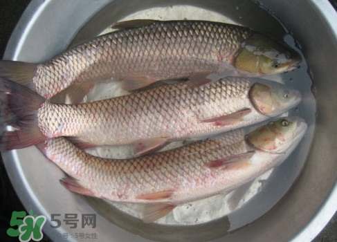 鯇魚是什么魚？鯇魚是怎樣來的