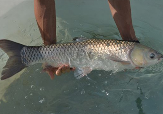 在北方能不能養(yǎng)殖脆肉鯇？脆肉鯇最早什么時(shí)候出現(xiàn)