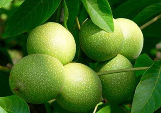 濕核桃孕婦可以吃嗎？孕婦吃新鮮濕核桃還是干核桃好？