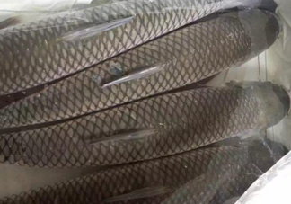 脆肉鯇怎么保存？脆肉鯇放冰箱冷藏好還是冷凍好？