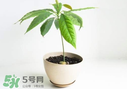 牛油果核能吃嗎？牛油果核怎么種盆栽？