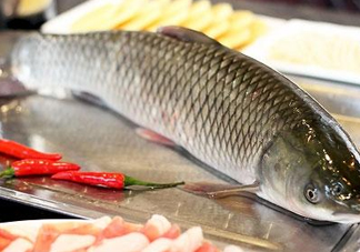 鯇魚(yú)和草魚(yú)哪個(gè)好吃？鯇魚(yú)和草魚(yú)的區(qū)別