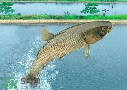 脆肉鯇是什么魚？脆肉鯇口感為什么是脆的