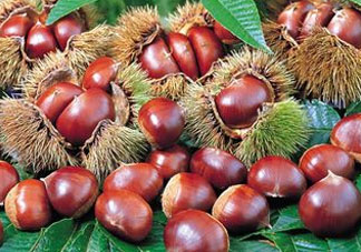 板栗為什么苦？板栗苦的能吃嗎？