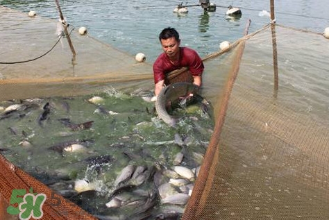 孕婦能吃脆肉鯇嗎？脆肉鯇只有中山能養(yǎng)嗎
