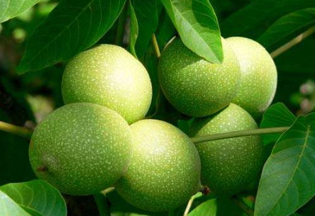 濕核桃孕婦可以吃嗎？孕婦吃新鮮濕核桃還是干核桃好？