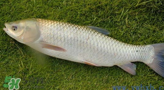 草魚怎么養(yǎng)殖成脆肉鯇？脆肉鯇養(yǎng)殖條件及技術(shù)