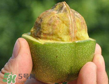 青皮核桃可以冷凍嗎？青皮核桃可以冷藏嗎？