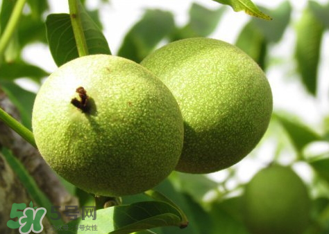 青皮核桃可以放冰箱嗎 青皮核桃能放多久 青皮核桃可以放冰箱嗎 青皮核桃能放多久