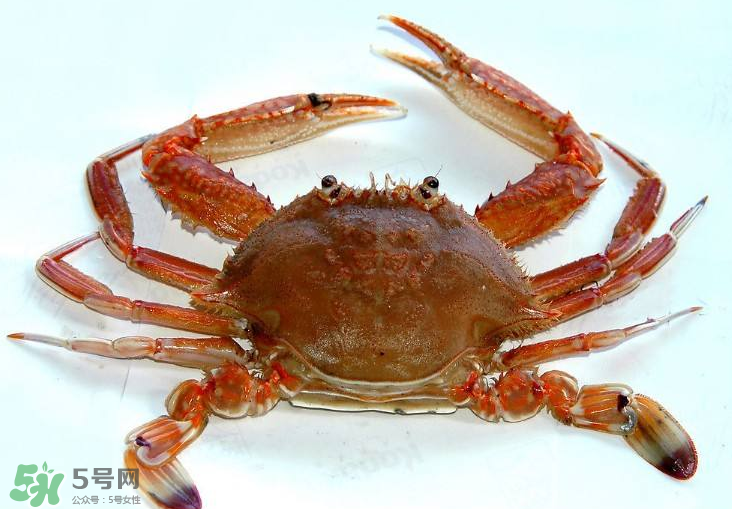 哪種螃蟹不能吃？什么樣的螃蟹不能吃？
