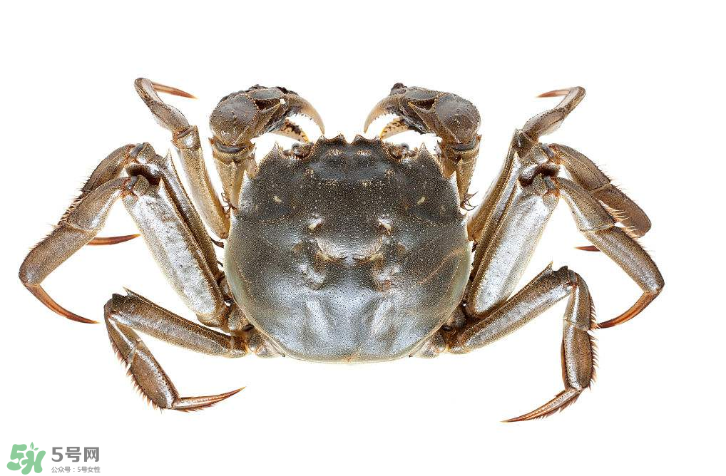 哪種螃蟹不能吃？什么樣的螃蟹不能吃？