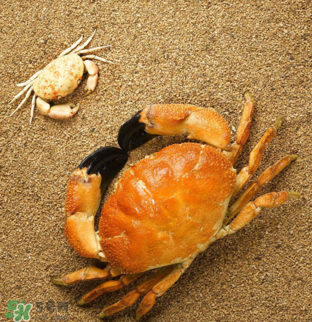 哪種螃蟹適合做香辣蟹？香辣蟹是用什么蟹做的？