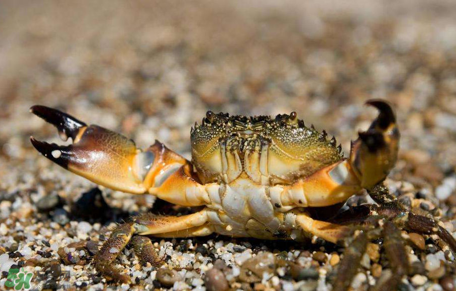 哪種螃蟹適合做香辣蟹？香辣蟹是用什么蟹做的？