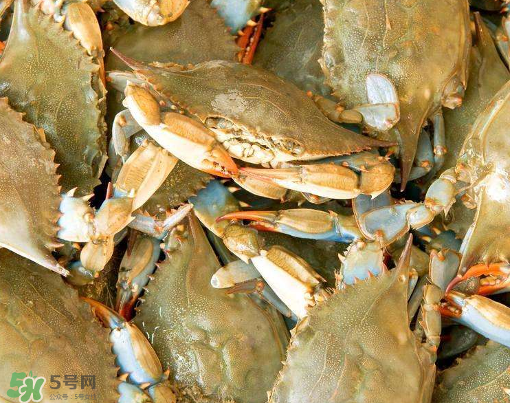 哪種螃蟹適合做香辣蟹？香辣蟹是用什么蟹做的？