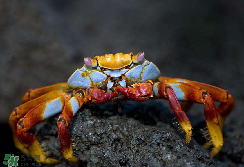 哪種螃蟹適合做香辣蟹？香辣蟹是用什么蟹做的？