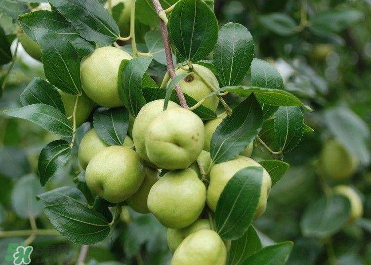 青棗是酸性還是堿性？