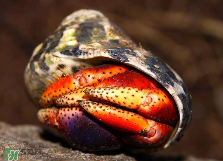 寄居蟹能吃嗎？寄居蟹怎么吃？