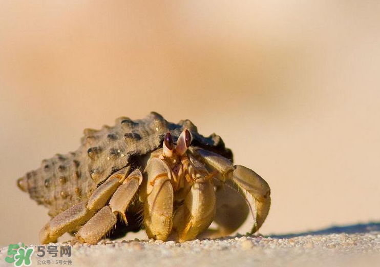 寄居蟹能吃嗎？寄居蟹怎么吃？