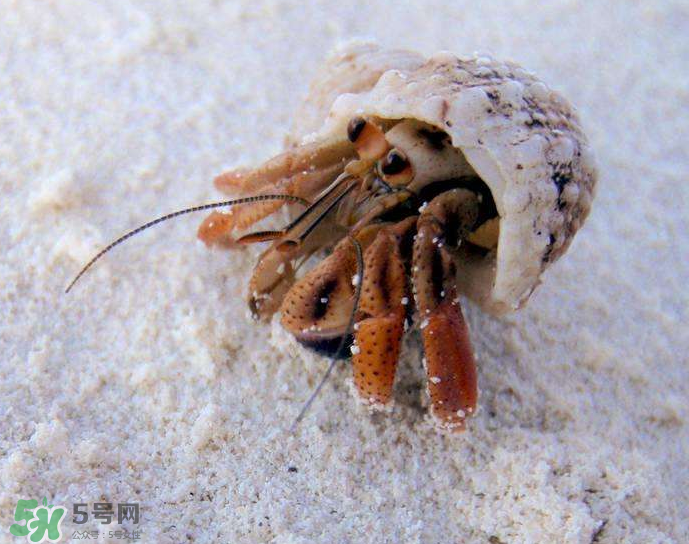 寄居蟹吃什么？寄居蟹怎么養(yǎng)？