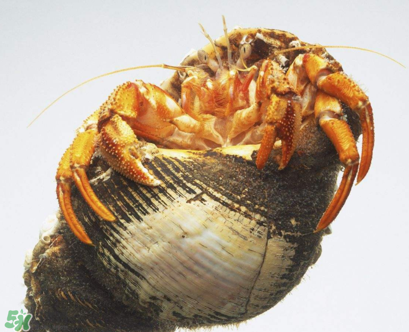 寄居蟹吃什么？寄居蟹怎么養(yǎng)？