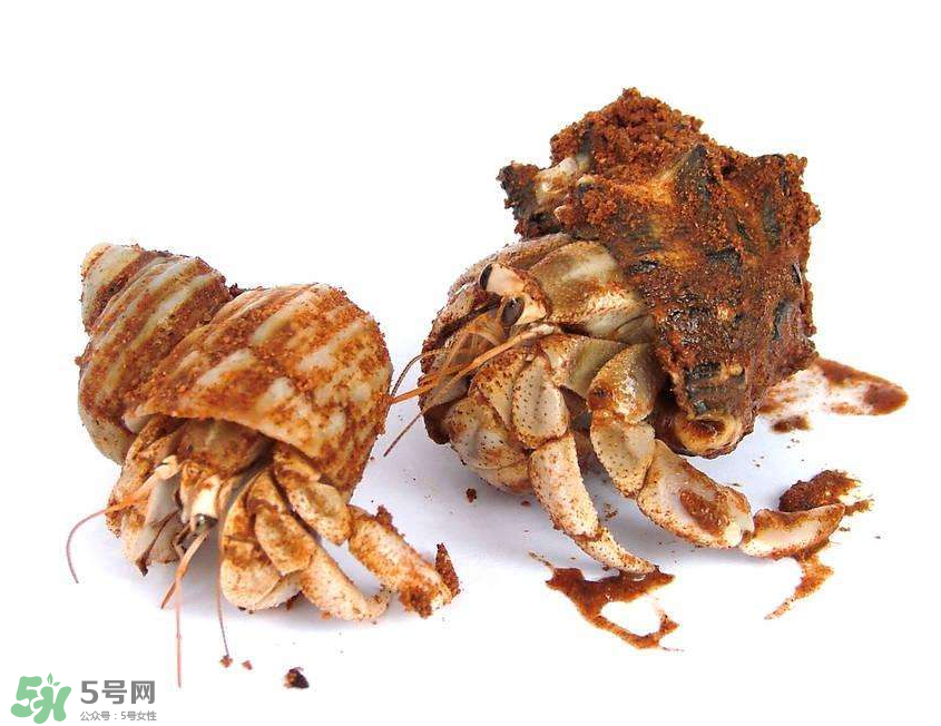 寄居蟹吃什么？寄居蟹怎么養(yǎng)？