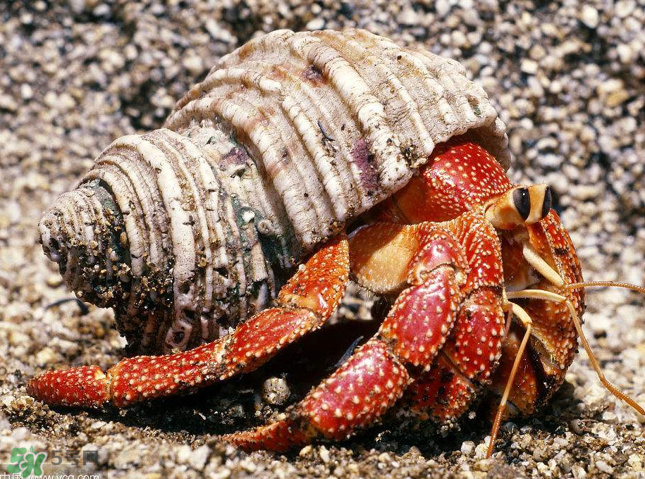 寄居蟹吃什么？寄居蟹怎么養(yǎng)？