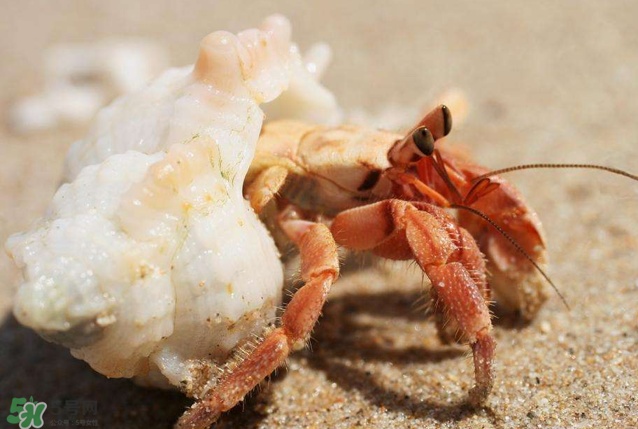 寄居蟹吃什么？寄居蟹怎么養(yǎng)？