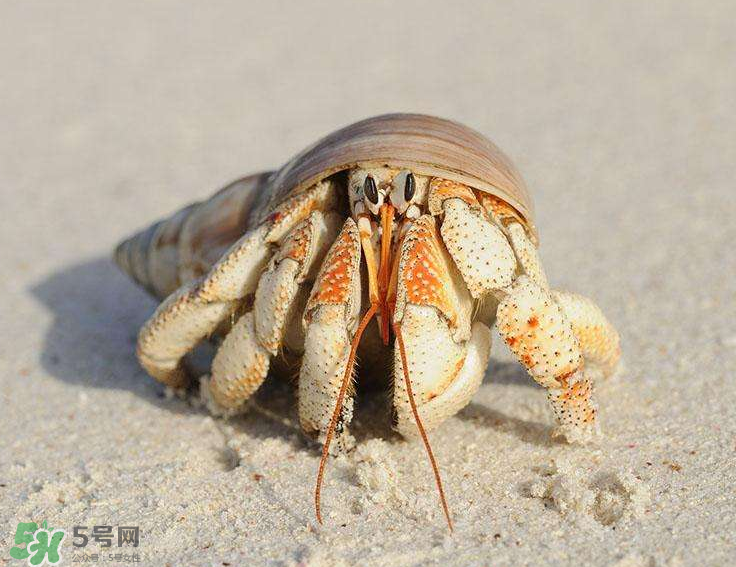 寄居蟹吃什么？寄居蟹怎么養(yǎng)？