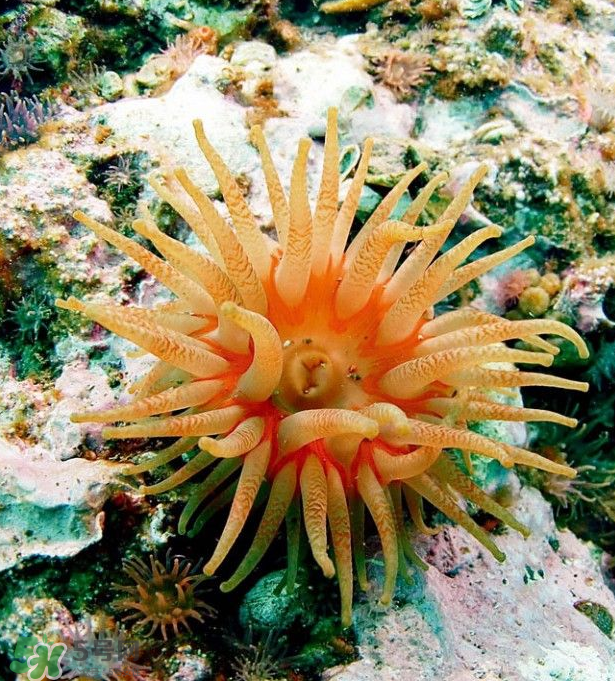 ?？艹詥?？?？趺闯裕?></p><h3>?？≈R</h3><p>海葵是無脊椎動物，腔腸動物門，珊瑚綱，單體的兩胚層低等動物。其無外骨骼，全部生活于海洋中。暖海中的個體較大，體呈圓柱形，下端(基部)稍膨大，稱基盤，能分泌粘液。由于粘液和肌肉的作用，可固著在淺水的巖石、木樁或貝殼、蟹螯上，有的種類一旦固著后便不再移動，也有的種類可在上面微微滑動。上端為扁圓的口盤，中央有1個長縫狀的口，一般在口的兩側(cè)各有1個較窄的凹陷，稱為口道溝，口道溝壁上的細(xì)胞具有纖毛，當(dāng)纖毛擺動時，可引起含有微小生物的新鮮水流沿口道溝不斷進(jìn)入消化腔，不僅可以獲得食物，也可進(jìn)行氣體交換，含有代謝廢物的水流，再經(jīng)口道和口的中央部分流出。</p><p>口盤的邊緣具有很多(一般是6的倍數(shù))圓錐狀的中空觸手，排成1圈、2圈或多圈。當(dāng)所有觸手全部伸展開，頗象1朵葵花，故稱“海葵”。一旦受到刺激時，觸手和身體便收縮成1個小球狀，經(jīng)過一段時間，又會逐漸伸展開來。觸手上面生有刺細(xì)胞，可用來麻醉和捕獲小魚、小蝦等動物，并將它們送入口內(nèi)，在消化腔(胃腔)內(nèi)進(jìn)行細(xì)</p><p>胞外消化。消化腔較為復(fù)雜，由上而下形成許多大小不一的成對隔膜，具有擴大消化和吸收面積的作用。其體色多種，常見的有淡黃色、淡褐色、綠色、紅色、藍(lán)色、灰色、橙色和白色。有的種類體壁上常有一些疣狀突起，一般有保護(hù)作用，或能從上面的小孔放出白色毒絲，或用來粘上砂粒、小貝殼等，或從突起上的刺絲囊中放射出刺絲，最常見的?？校壕G?？?、黃?？?、紅海葵和橙?？?。</p><p style=