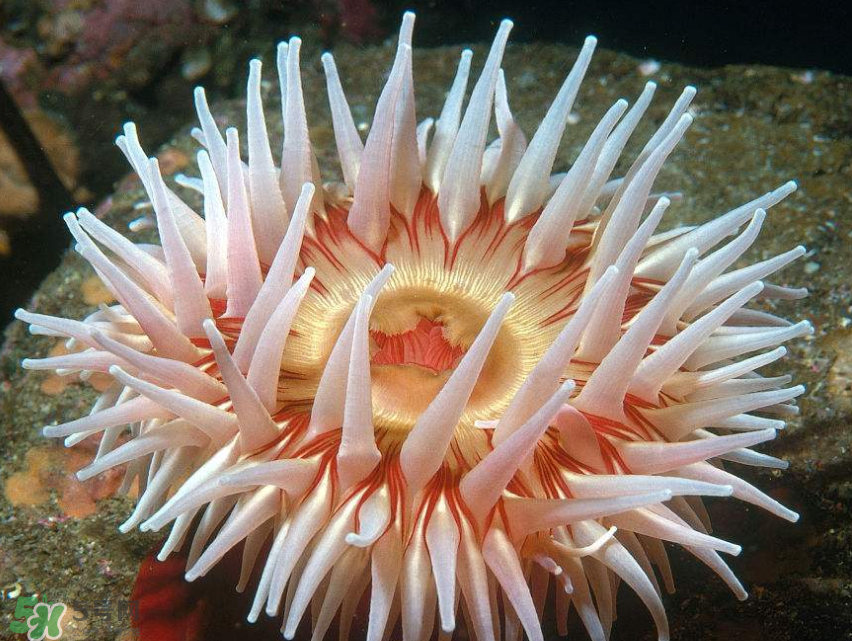 海葵能吃嗎？?？趺闯?？