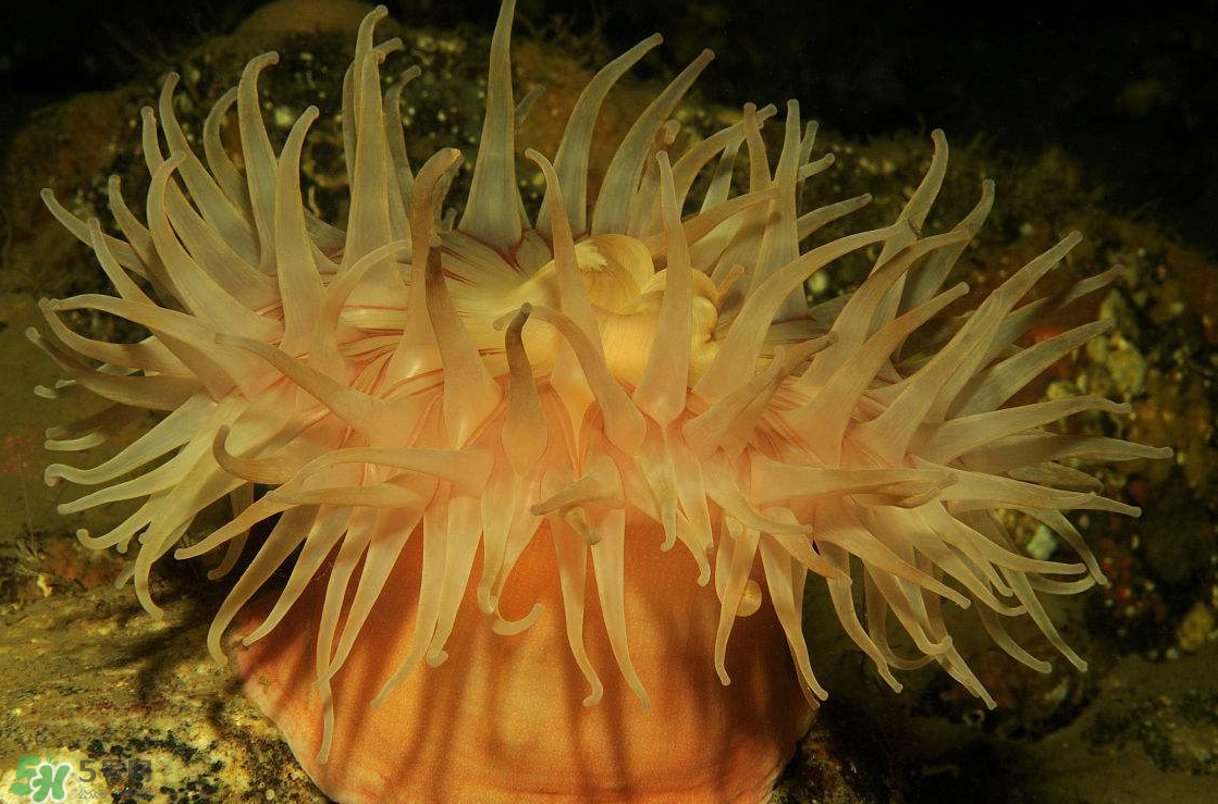 ?？艹詥?？?？趺闯裕?></p><p>學(xué)名：Condylactis passiflora</p><p>分布：加勒比海、大西洋沿岸，水深30公尺以內(nèi)的水域。</p><p>特點：美國沿岸珊瑚礁特有的美麗品種，觸手又粗又長，刺細(xì)胞毒性很強，碰到它的魚類、無脊椎動物都可能受到傷害，顏色多樣化，有白色、黃色、粉紅色等。</p><p>習(xí)性：喜歡單獨生長在石縫及沙石之中，喜歡50000Lux的強光帶，繁殖方式不一。</p><p>飼養(yǎng)條件：溫度18~22℃、pH8.0~8.4、kH9~11°dH，適合養(yǎng)在光照強之處，可喂以漢堡飼料、人工豐年蝦、海水微量元素。</p><p>拳頭海葵</p><p>學(xué)名：Entacmaea quadricolor</p><p>分布：印度洋、太平洋、紅海到薩摩亞群島之間的淺灘珊瑚礁，水深40公尺以內(nèi)的水域。</p><p>特點：在口盤駐觸手長滿了共生藻，因此影響了它們色澤的表現(xiàn)。觸手構(gòu)造很獨特，頂端通常呈氣泡狀，也會因壓縮而成球形或梨形，與小丑魚行共生。</p><p>習(xí)性：以群居的方式棲息在淺水地帶，個別生長在其他地區(qū)的，需要石縫、巖洞以固著及藏匿。</p><p>養(yǎng)殖條件：生長在強光帶，溫度22~26℃，可喂以漢堡飼料、人工豐年蝦、海水微量元素。</p>		</div>
<div align=