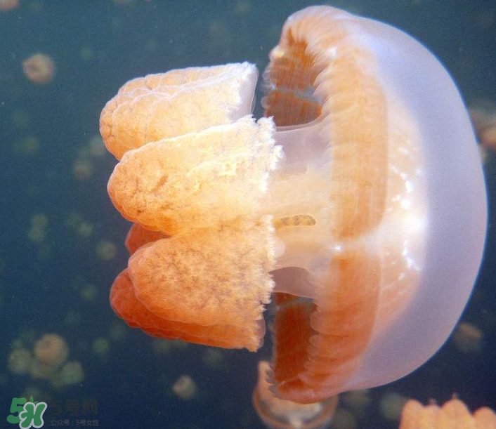 海蜇是生吃嗎？海蜇怎么吃？