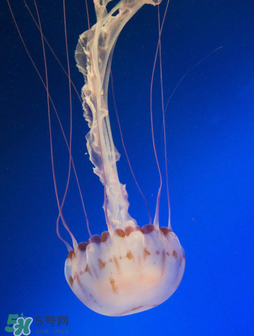 海蜇不能和什么一起吃？海蜇食用禁忌