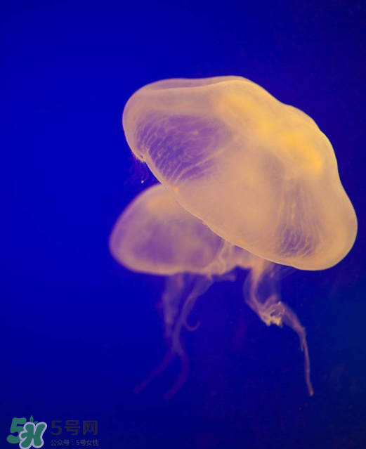 海蜇不能和什么一起吃？海蜇食用禁忌