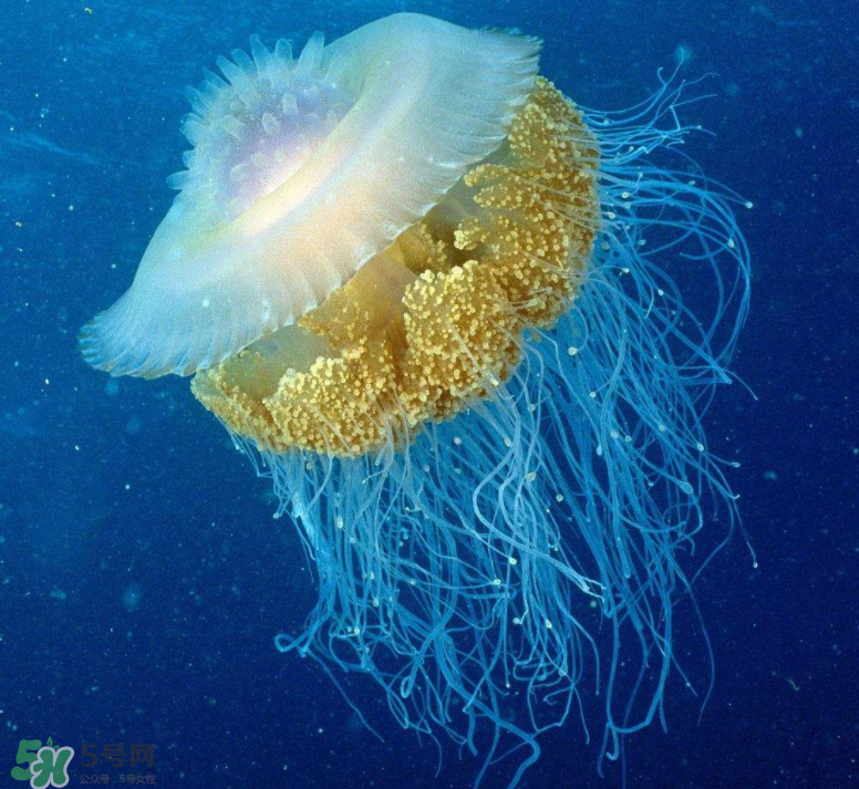 海蜇不能和什么一起吃？海蜇食用禁忌