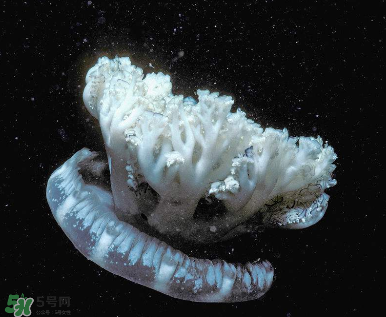 海蜇不泡能吃嗎？海蜇可以直接吃嗎？