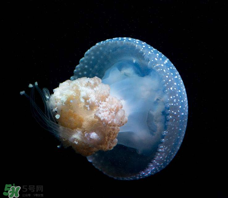 海蜇不泡能吃嗎？海蜇可以直接吃嗎？