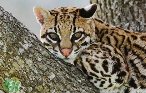 豹貓是豹子和貓生的嗎？豹貓是國家保護動物嗎