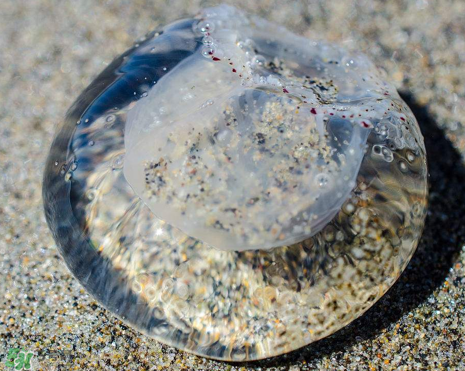 被海蜇蜇傷怎么處理？被海蜇咬了什么癥狀？