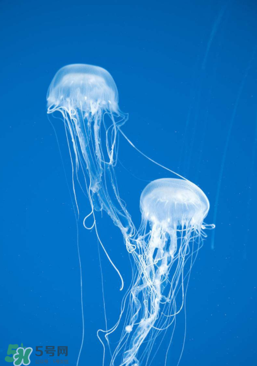 被海蜇蜇傷怎么處理？被海蜇咬了什么癥狀？