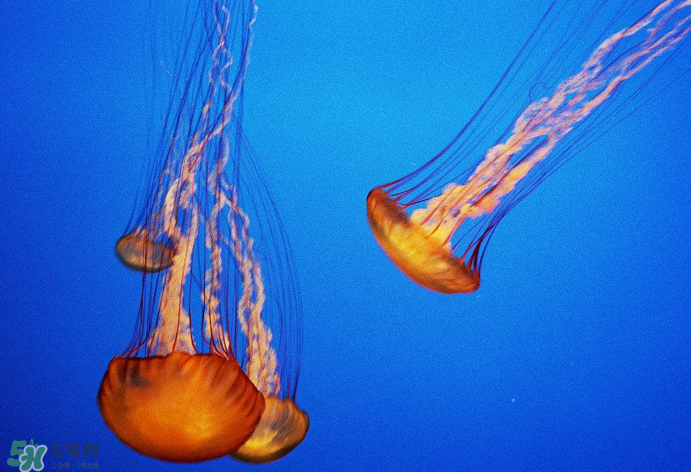 被海蜇蜇傷怎么處理？被海蜇咬了什么癥狀？