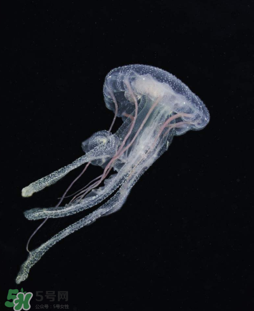 被海蜇蜇傷怎么處理？被海蜇咬了什么癥狀？