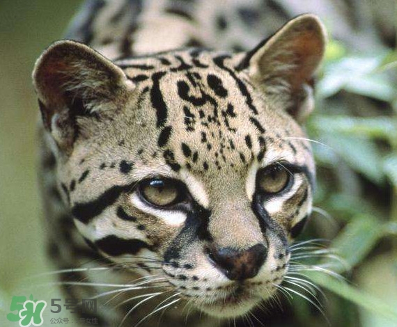 豹貓好養(yǎng)嗎？豹貓是幾級(jí)保護(hù)動(dòng)物