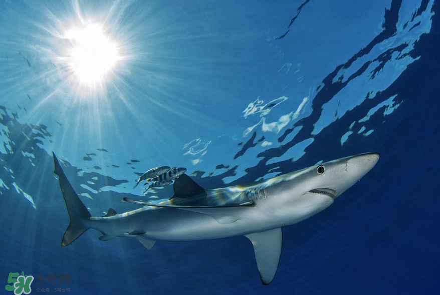 鯊魚被割魚翅會死嗎？鯊魚沒有魚翅還能活嗎？