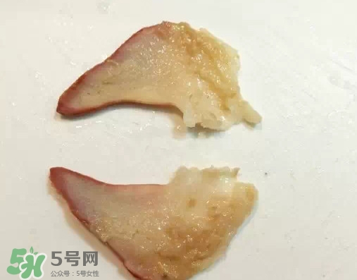 北極貝多少錢(qián)一斤？北極貝長(zhǎng)什么樣子