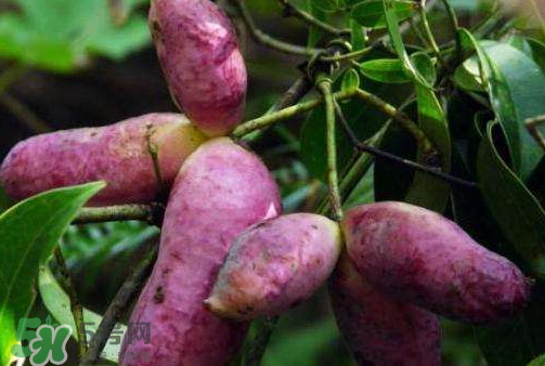 八月炸怎么保存 八月炸怎么催熟 八月炸怎么保存 八月炸怎么催熟