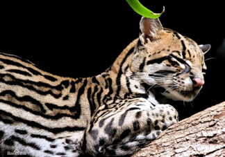 豹貓可以養(yǎng)嗎？豹貓和一般的貓有什么區(qū)別