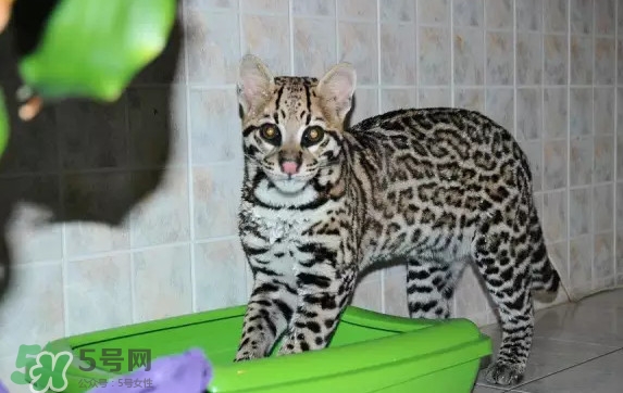 豹貓可以養(yǎng)嗎？豹貓和一般的貓有什么區(qū)別
