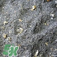 核桃粉怎么做？核桃粉的功效與作用