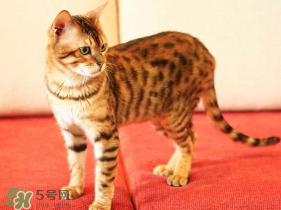 孟加拉豹貓多少錢一只？孟加拉豹貓粘人嗎